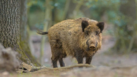 Британские свиноводы боятся распространения АЧС из Италии